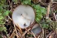 Attēlu rezultāti vaicājumam “Humaria hemisphaerica”