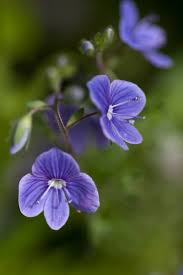 Attēlu rezultāti vaicājumam “Veronica chamaedrys flower”