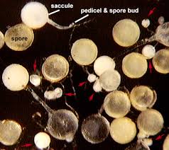 Attēlu rezultāti vaicājumam “Cribraria martinii spores”