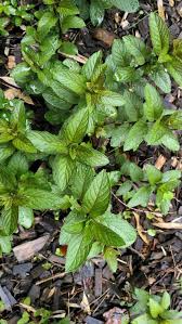 Image result for Menta x piperita