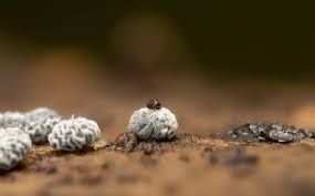 Attēlu rezultāti vaicājumam “Didymium squamulosum”