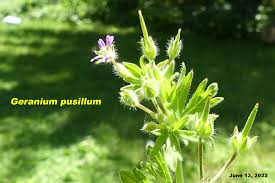 Attēlu rezultāti vaicājumam “Geranium pusillum flower”