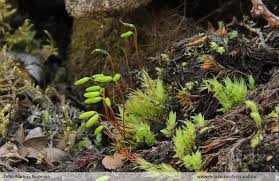 Attēlu rezultāti vaicājumam “Pohlia cruda”