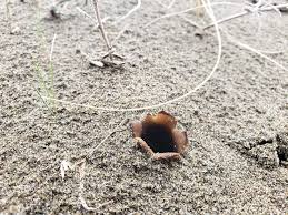 Attēlu rezultāti vaicājumam “Peziza ammophila”