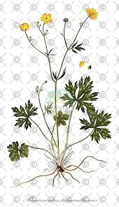 Attēlu rezultāti vaicājumam “Ranunculus polyanthemos”