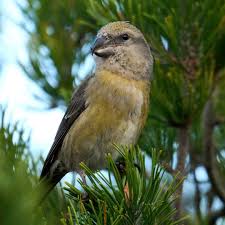 Attēlu rezultāti vaicājumam “Loxia pytyopsittacus male”