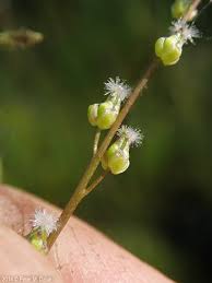 Attēlu rezultāti vaicājumam “Triglochin maritimum flower”