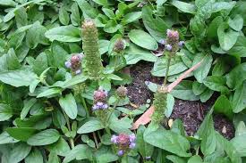 Attēlu rezultāti vaicājumam “Prunella vulgaris”
