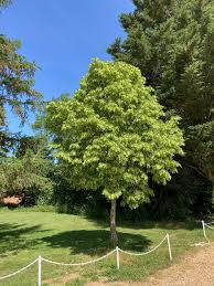 Attēlu rezultāti vaicājumam “Tilia platyphyllos Laciniata”