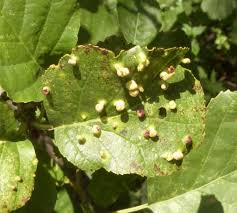 Attēlu rezultāti vaicājumam “Eriophyes laevis”