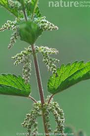 Attēlu rezultāti vaicājumam “Urtica dioica flower”