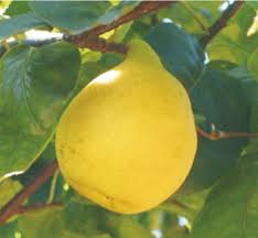 Attēlu rezultāti vaicājumam “Cydonia oblonga fruit”