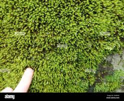 Attēlu rezultāti vaicājumam “Racomitrium heterostichum”