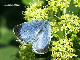Attēlu rezultāti vaicājumam “Celastrina argiolus female”