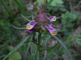 Attēlu rezultāti vaicājumam “Melampyrum cristatum”