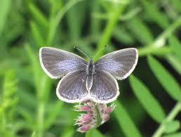 Attēlu rezultāti vaicājumam “Everes argiades”