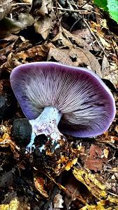 Attēlu rezultāti vaicājumam “Hemitrichia decipiens stalked”