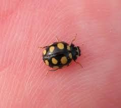 Attēlu rezultāti vaicājumam “Coccinula quatuordecimpustulata”