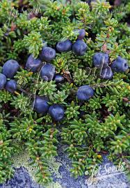 Attēlu rezultāti vaicājumam “Empetrum nigrum flower”