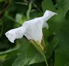 Attēlu rezultāti vaicājumam “Calystegia sepium fruit”