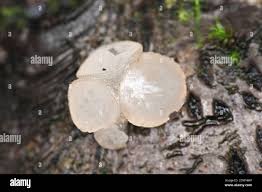 Attēlu rezultāti vaicājumam “Neobulgaria pura”