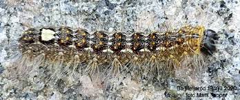 Attēlu rezultāti vaicājumam “Acronicta megacephala”