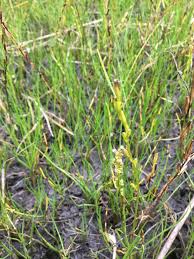 Attēlu rezultāti vaicājumam “Triglochin palustre flower”