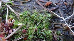 Attēlu rezultāti vaicājumam “Riccardia chamaedryfolia”