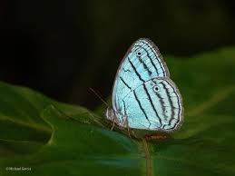 Image result for Papilionoidea