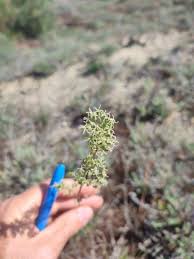 Attēlu rezultāti vaicājumam “Silene otites”