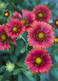 Image result for Gaillardia