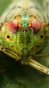 Attēlu rezultāti vaicājumam “Fuligo licentii macro”