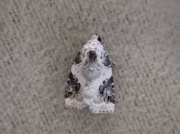 Attēlu rezultāti vaicājumam “Pseudeustrotia candidula”