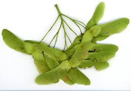 Attēlu rezultāti vaicājumam “Acer platanoides fruit”