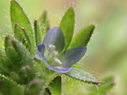 Attēlu rezultāti vaicājumam “Veronica arvensis flower”