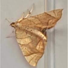 Attēlu rezultāti vaicājumam “Eulithis sp.”