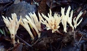 Attēlu rezultāti vaicājumam “Tremellodendropsis tuberosa”