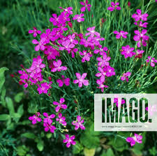 Image result for Steinnelke