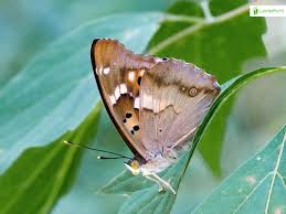 Attēlu rezultāti vaicājumam “Apatura iris underside”
