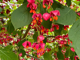 Attēlu rezultāti vaicājumam “Euonymus verrucosus”