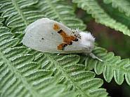 Attēlu rezultāti vaicājumam “Leucodonta bicoloria”