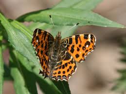 Attēlu rezultāti vaicājumam “Araschnia levana upperside”