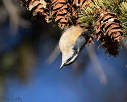 Image result for Sitta canadensis