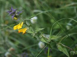 Attēlu rezultāti vaicājumam “Melampyrum nemorosum”