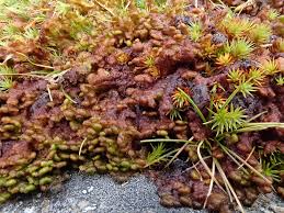 Attēlu rezultāti vaicājumam “Ptilidium pulcherrimum”