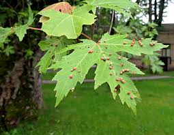 Attēlu rezultāti vaicājumam “Vasates quadripedes”