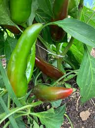 Afbeeldingsresultaat voor Szegedi 80 hot pepper