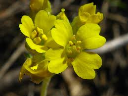 Attēlu rezultāti vaicājumam “Alyssum gmelinii”