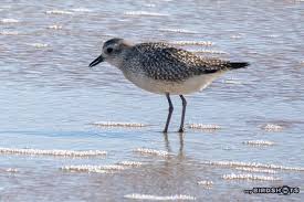 Attēlu rezultāti vaicājumam “Pluvialis squatarola adult”