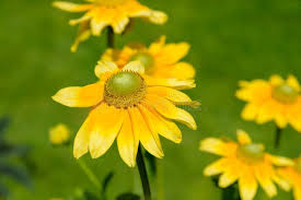 Attēlu rezultāti vaicājumam “Anthemis tinctoria flower”